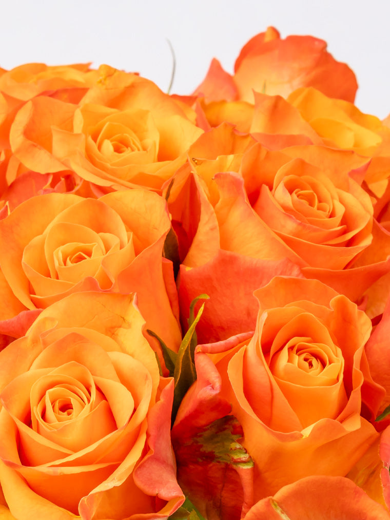 Premium Kenyan Roses