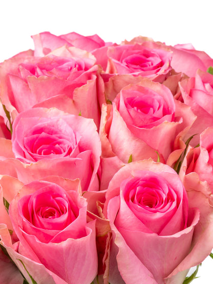 High quality Kenyan roses
