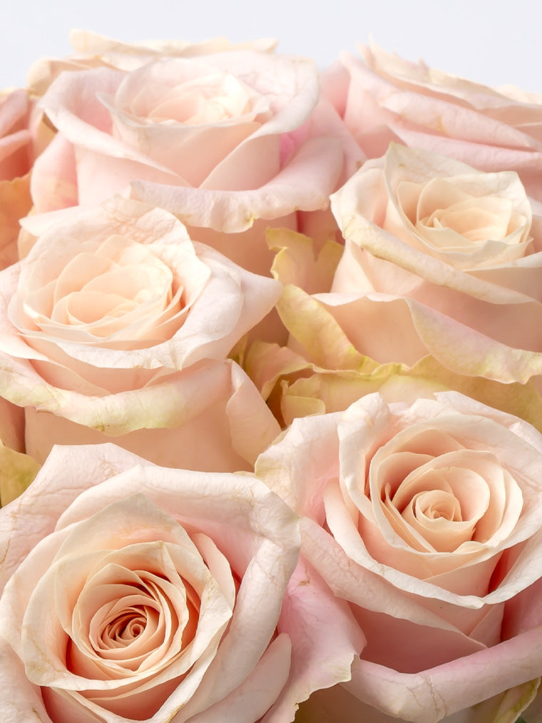 Premium Kenyan Roses