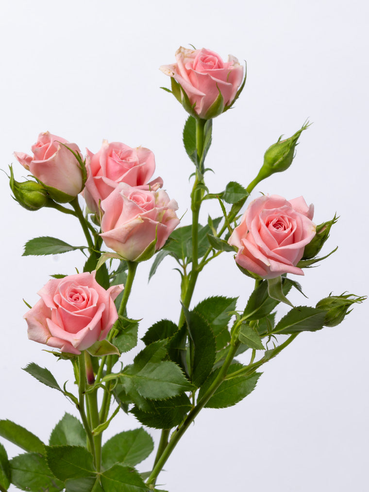 Impressive Kenyan Spray Roses 