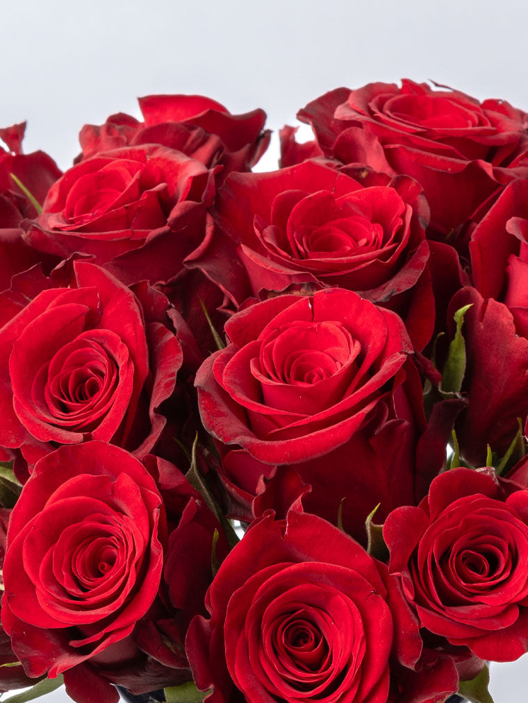 High quality Kenyan roses