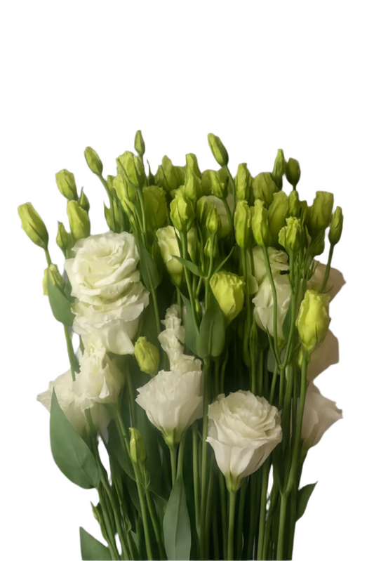 Lisianthus White Alissa DFT