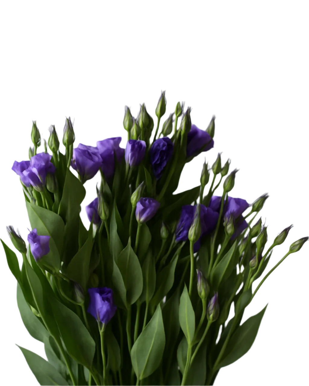 Lisianthus Purple Evanthia DFT