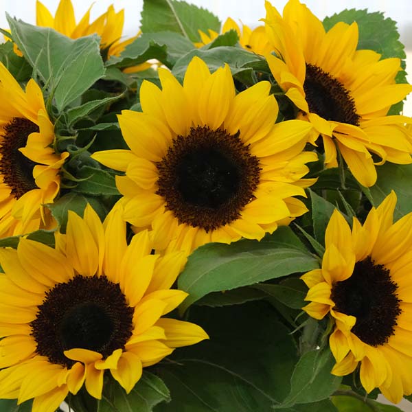 Vibrant British Sunflowers