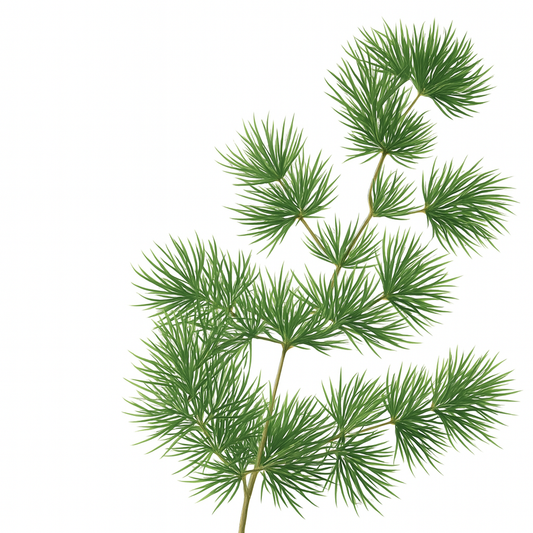 Fern Green Ming Fern Agriver