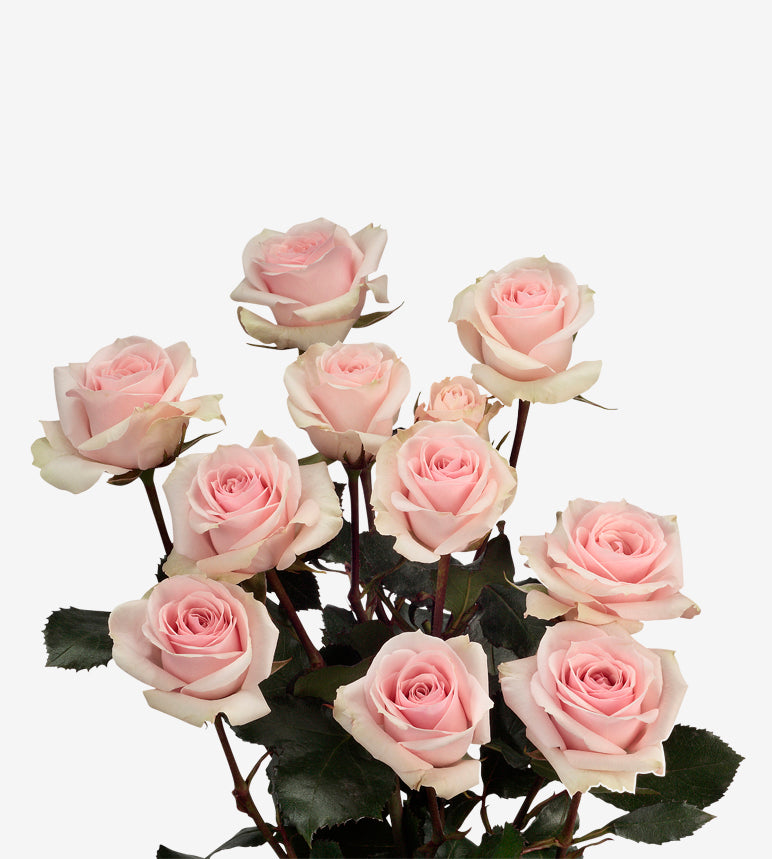 Spray Rose Star Blush Pink Wayuu Colombia