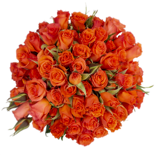Outstanding Ecuadorian Spray Roses from a specialist Spray Rose farm