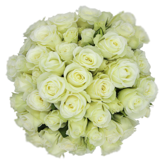Outstanding Ecuadorian Spray Roses from a specialist Spray Rose farm