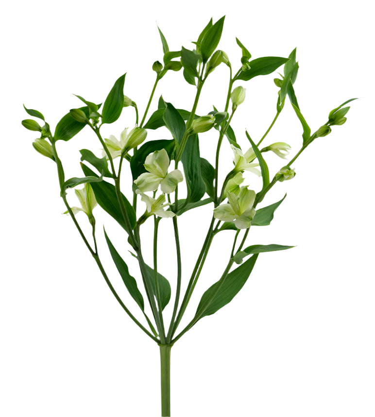 Great quality Alstroemeria from Colombia
