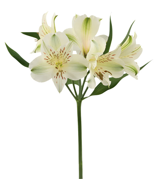 Great quality Alstroemeria from Colombia