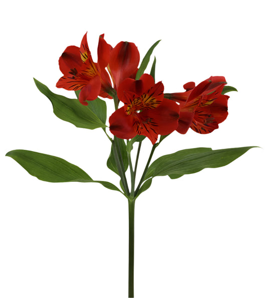 Great quality Alstroemeria from Colombia