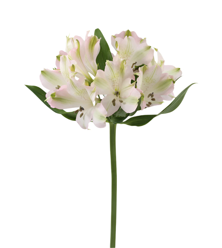 Great quality Alstroemeria from Colombia