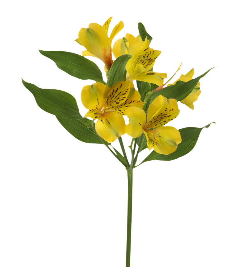 An illustrative image of bright alstroemeria