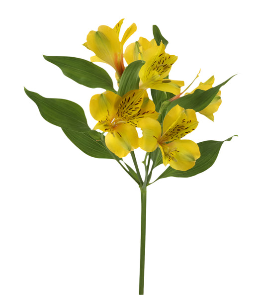 An illustrative image of bright alstroemeria