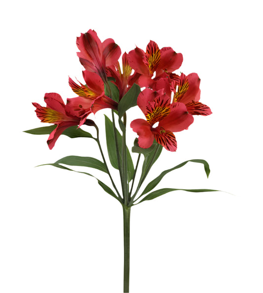 Great quality Alstroemeria from Colombia