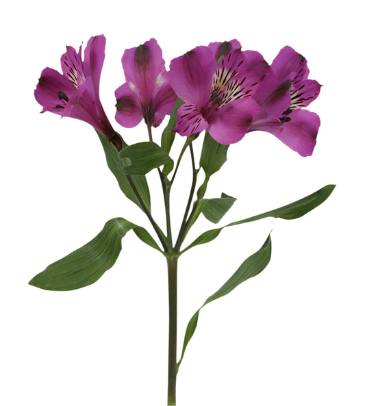 Great quality Alstroemeria from Colombia