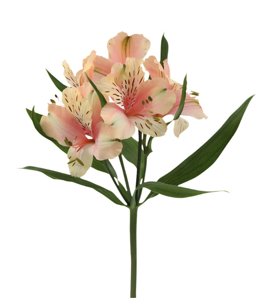 Great quality Alstroemeria from Colombia