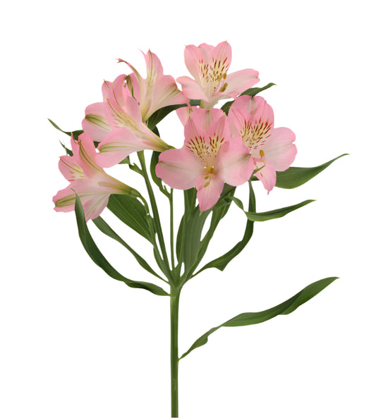Great quality Alstroemeria from Colombia