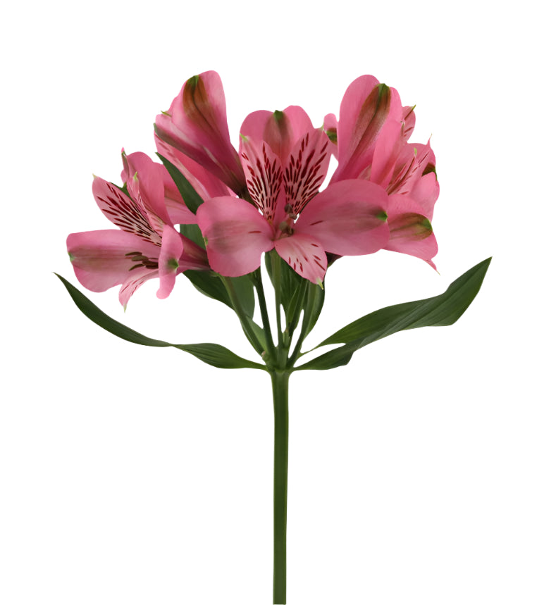 Great quality Alstroemeria from Colombia
