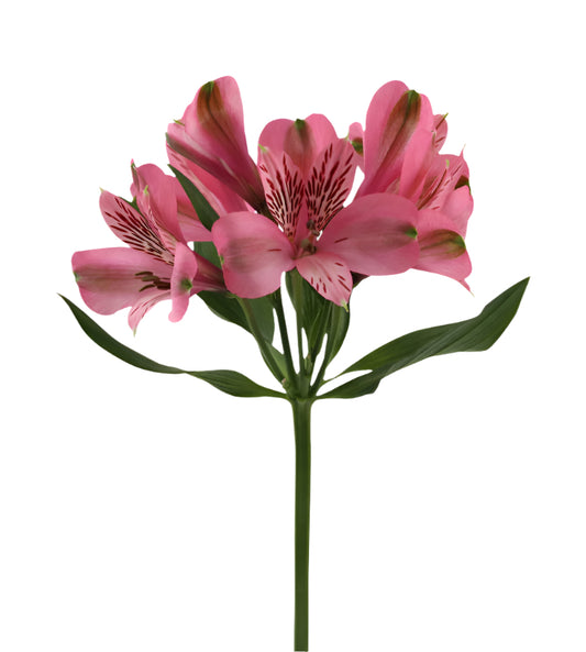 Great quality Alstroemeria from Colombia