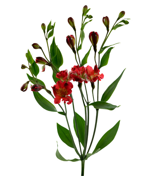Great quality Alstroemeria from Colombia