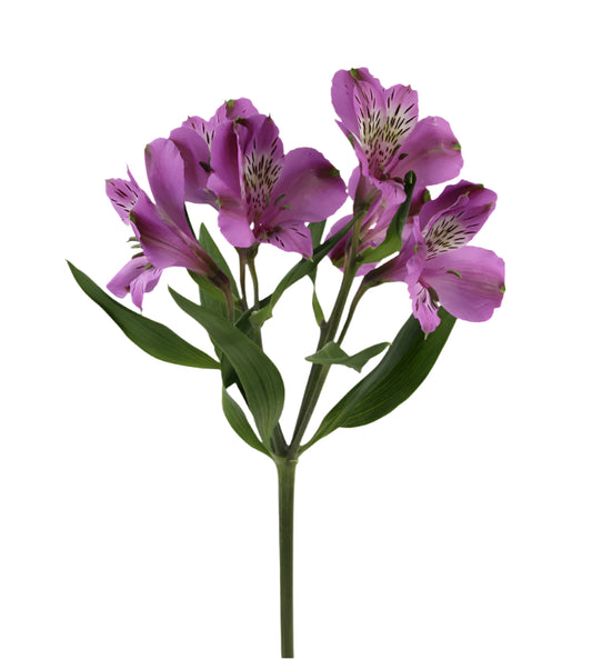 Great quality Alstroemeria from Colombia