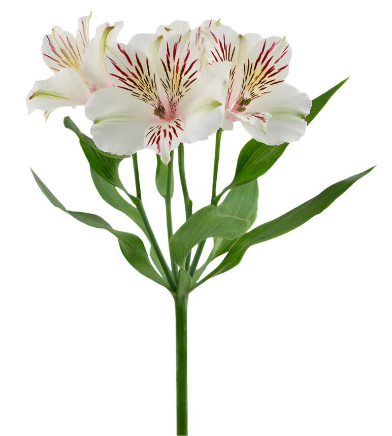 Great quality Alstroemeria from Colombia