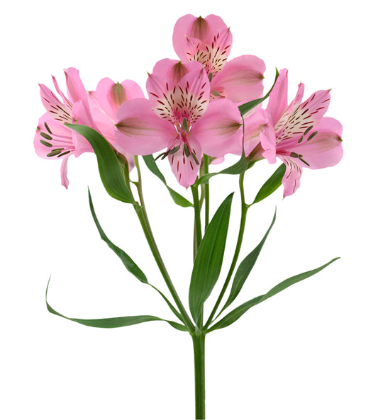 Great quality Alstroemeria from Colombia