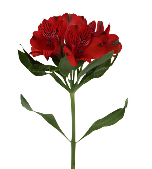 Great quality Alstroemeria from Colombia