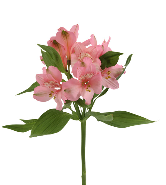 Great quality Alstroemeria from Colombia