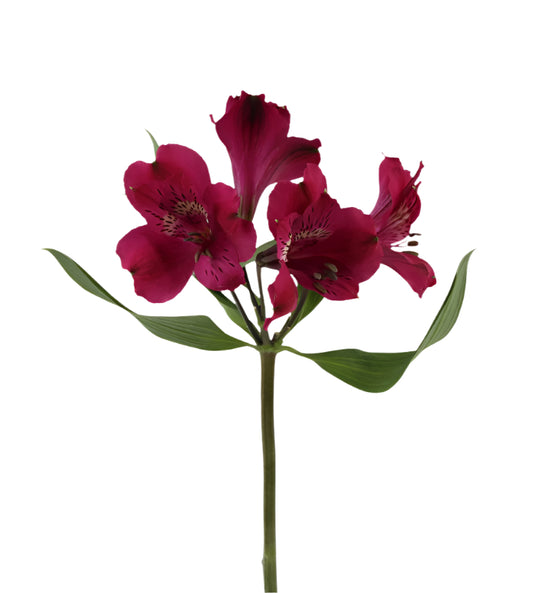 Great quality Alstroemeria from Colombia