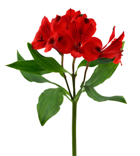 Great quality Alstroemeria from Colombia