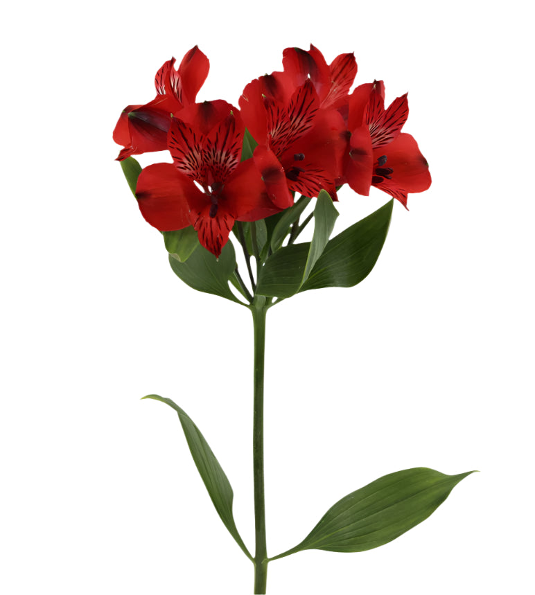 Great quality Alstroemeria from Colombia