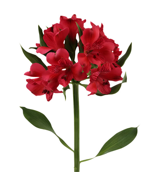 Great quality Alstroemeria from Colombia