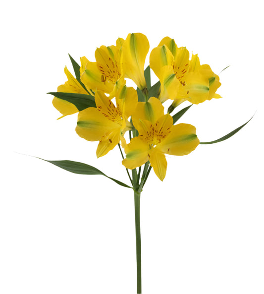 Great quality Alstroemeria from Colombia
