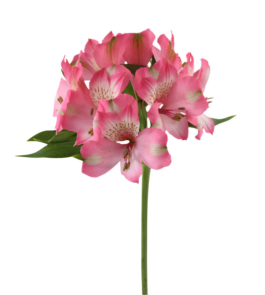 Great quality Alstroemeria from Colombia