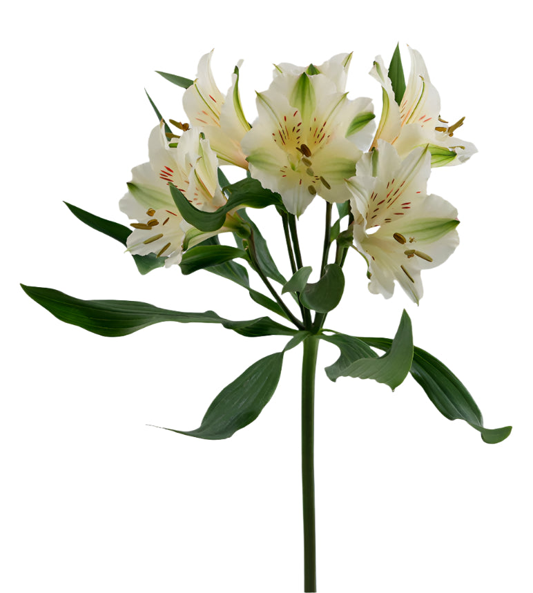 Alstroemeria White Winterfell Elite – Sourcing @ MM Flowers