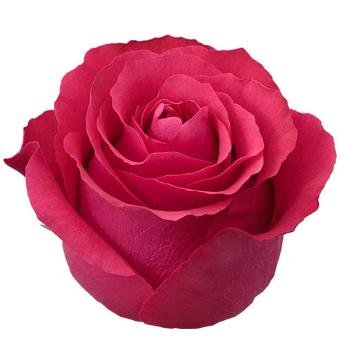 Impressive looking Ecuadorian roses