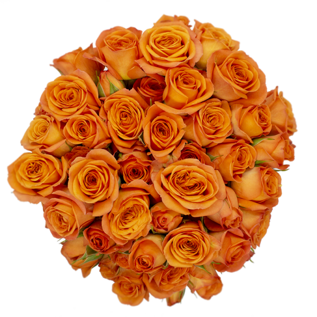 Outstanding Ecuadorian Spray Roses from a specialist Spray Rose farm