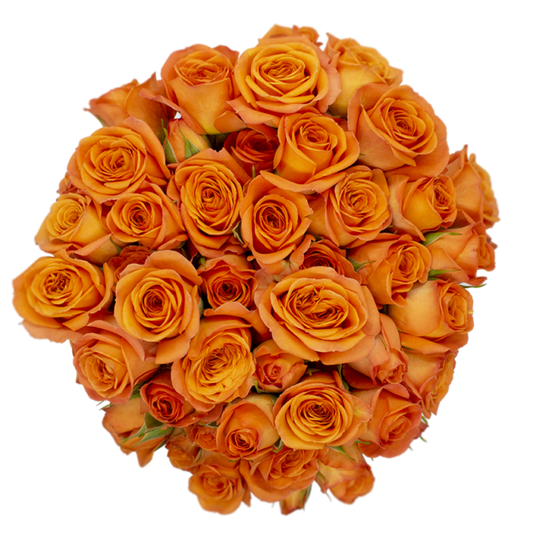 Outstanding Ecuadorian Spray Roses from a specialist Spray Rose farm