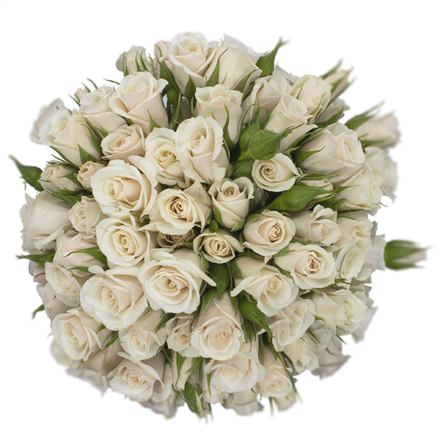 Outstanding Ecuadorian Spray Roses from a specialist Spray Rose farm