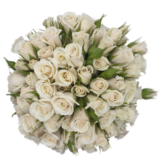 Outstanding Ecuadorian Spray Roses from a specialist Spray Rose farm