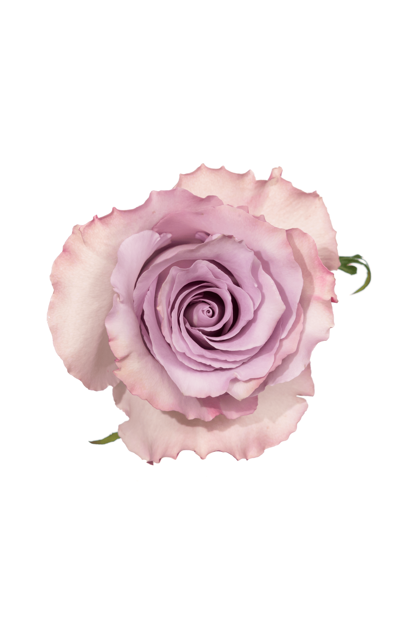 Rose Lavender Blue Dream Royal Flowers