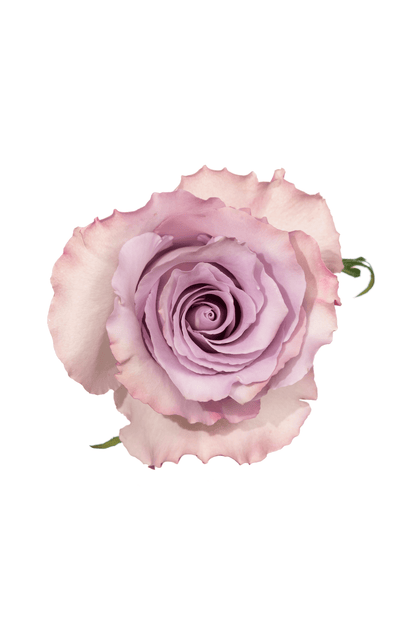 Rose Lavender Blue Dream Royal Flowers