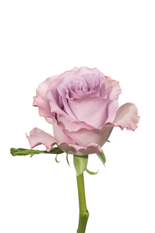 Rose Lavender Blue Dream Royal Flowers