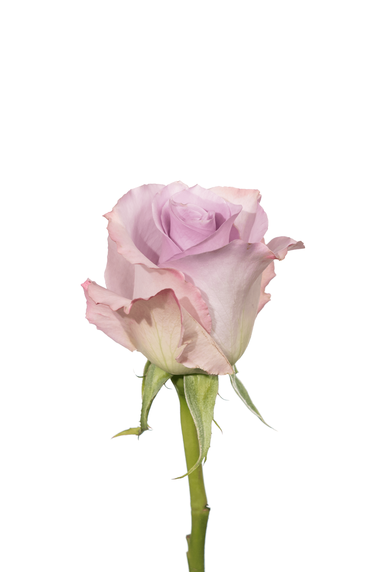 Rose Lavender Blue Dream Royal Flowers