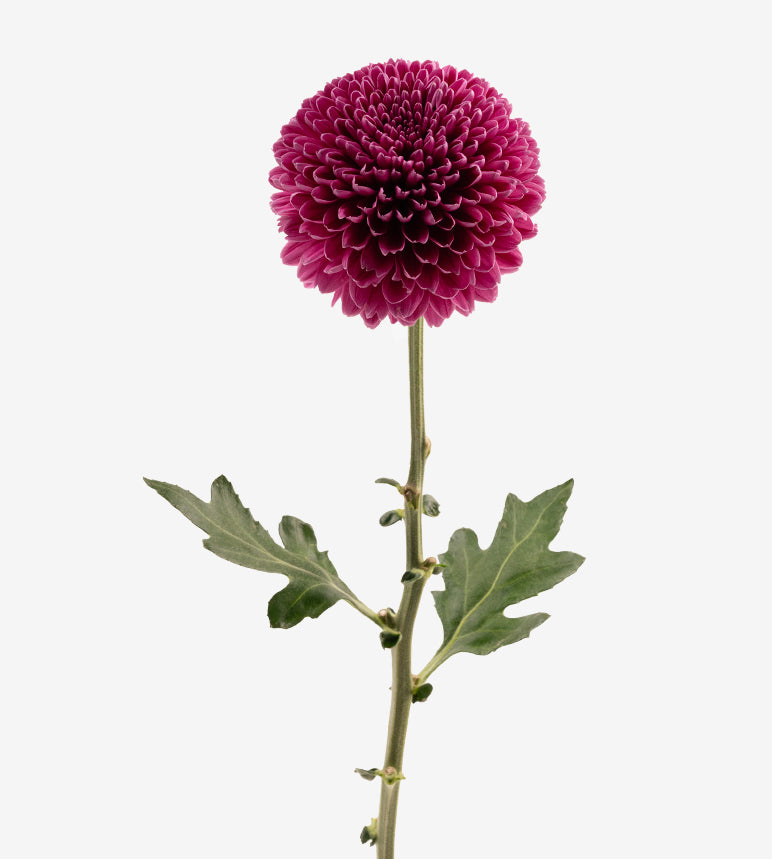 Strong Colombian Chrysanthemum Blooms