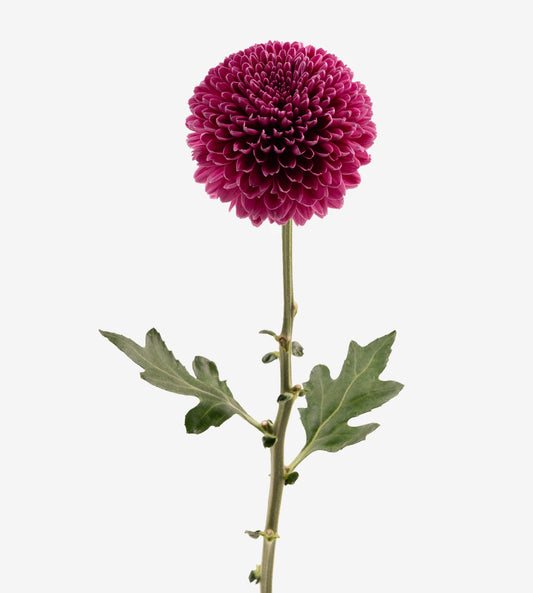Strong Colombian Chrysanthemum Blooms