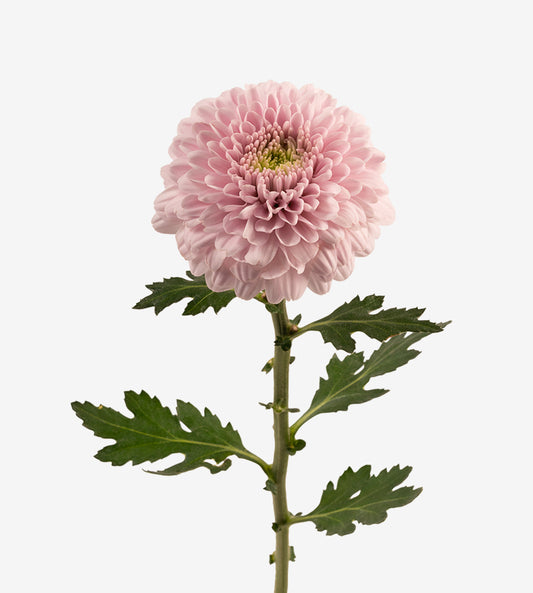 Strong Colombian Chrysanthemum Blooms