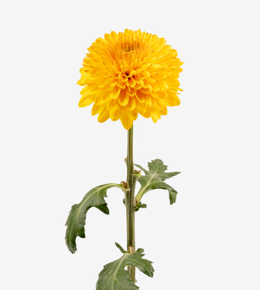 Strong Colombian Chrysanthemum Blooms